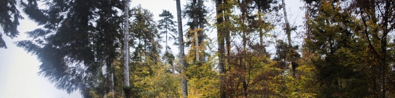 Karl-Wilhelm Bollweg